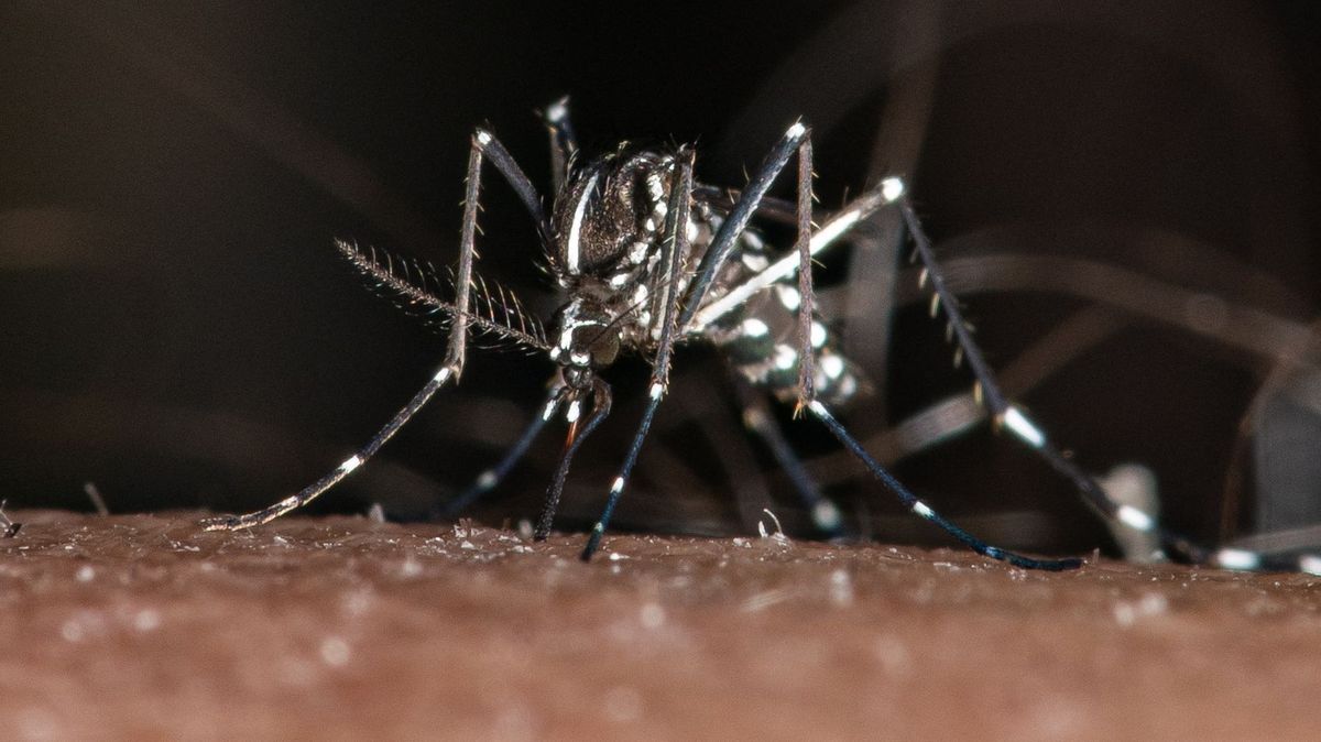 Na Slovensku potvrdili výskyt nebezpečného tropického komára. Už umí přezimovat